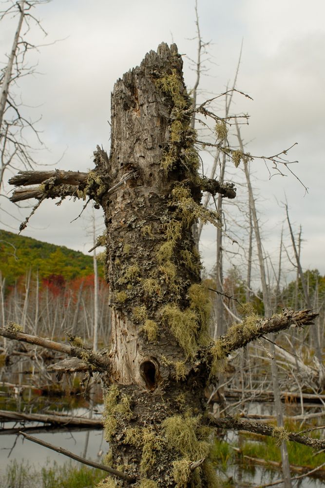 A closeup of a very decayed gray tree stump covered in light green hairy lichen, standing in a flooded wetlands area. Directly behind in the water are other dead, still standing and fallen trees of the same color. The rest of the background is a tree covered ridge in very early autumnal colors, with a flash of bright red foliage to the left of the stump. All under a light gray sky       
