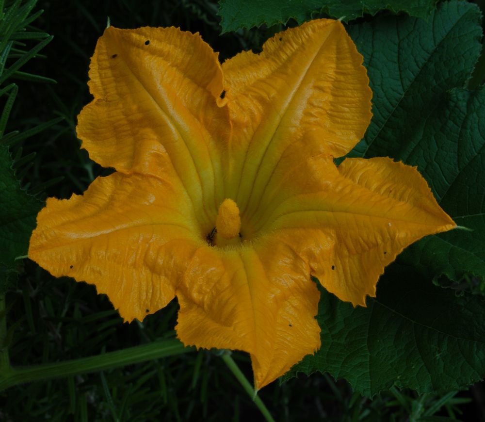 Close of a large bright yellow-orange pumpkin blossom against a darker background of rosemary foliage and pumpkin vine and leaves. 