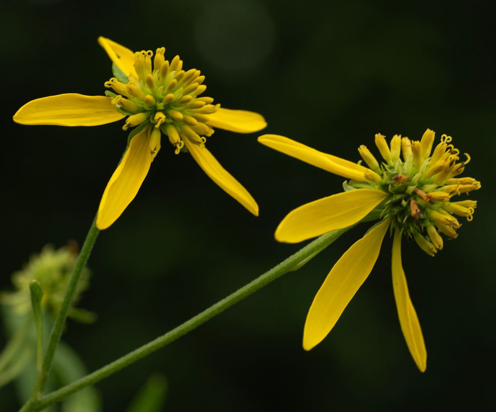 A closeup of 2 ironweed flowers each with approximately 6 yellow pedals, and yellow florets radiating from the disk in the center. Photographed against a dark green and black background outside the field of focus.