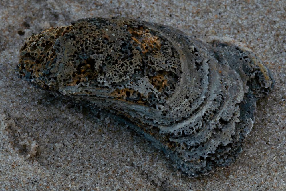 A closeup of a very worm eaten oyster shell with varying shades of gray and warm browns laying in the fine wet sand on the upper edge of the swash zone between waves.  
