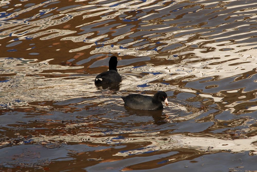 Two dark colored aquatic birds swimming in the water. The ripples are reflecting blues, whites, and browns the colors of moored boats and the docks of the waterfront. 