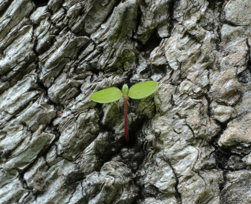 A closeup of a small sprout with a pair of green leaves, a second pair leaves just forming, on a red stem emerging from a crack in a dense pattern of crevices on the roughly textured white bark of a birch stump. 