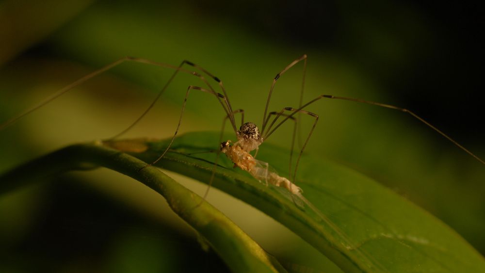 A closeup of a harvest man spider (daddy longlegs) with all legs radiating  from the body on a green leaf finishing off the bodily fluids of a well desiccated husk of what appears to be a mayfly. The harvestman is nicely lit in the early morning sun, nice boca background of green, yellow, and dark hues.