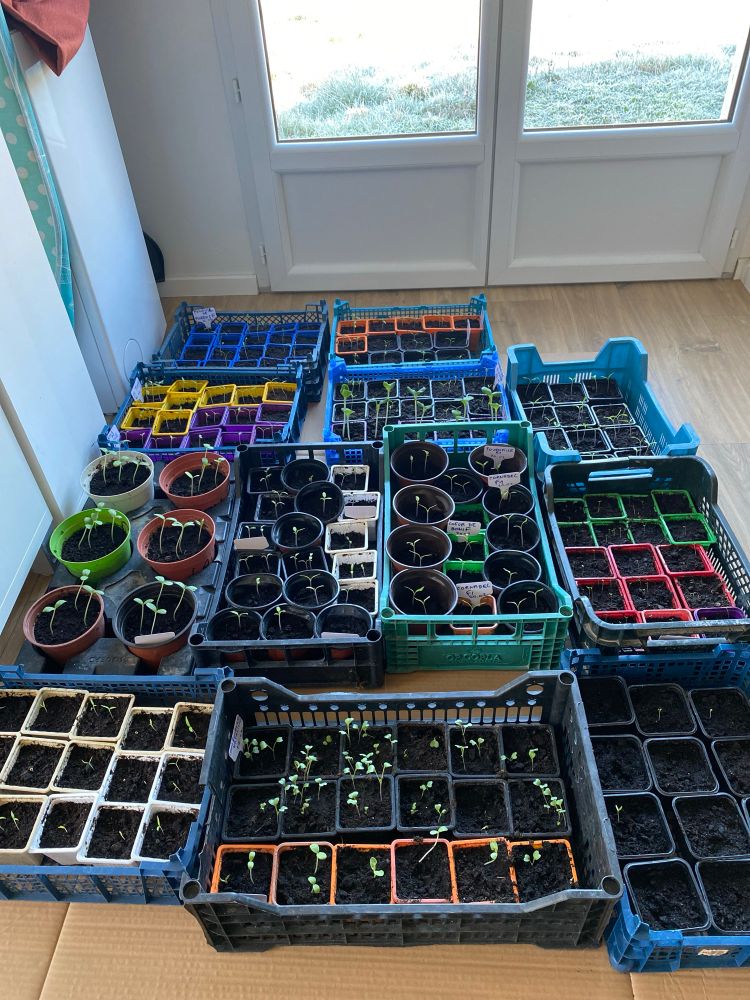 Petits semis à la maison pour légumes au potager plus tard 