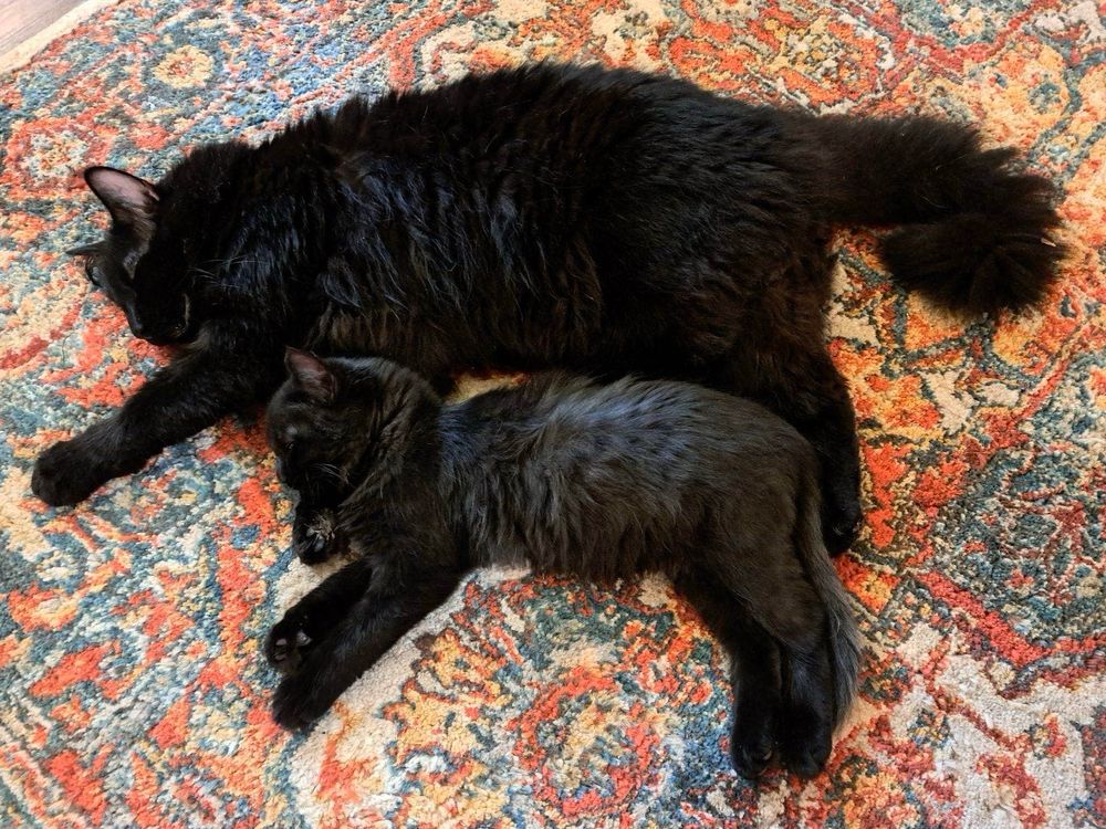 A large, longhaired black cat is stretched out on a colorful “oriental” style rug with a longhaired black kitten half his size lying underneath him.
