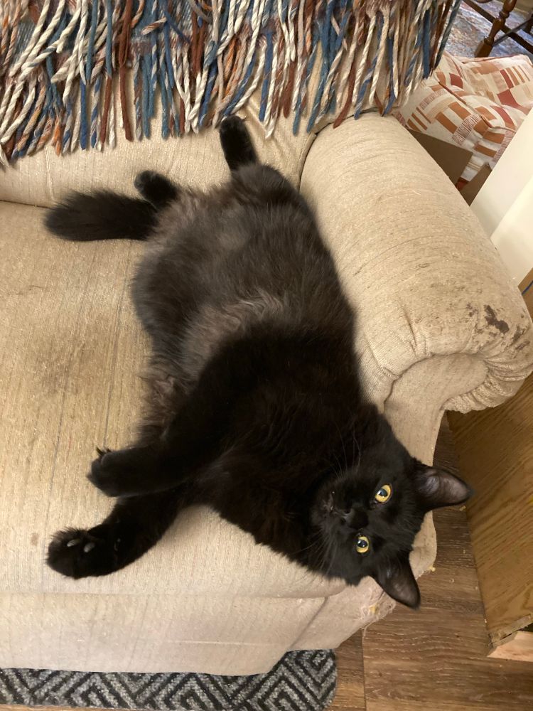 A longhaired black cat with yellow/orange eyes and silver belly furs lays in the crook against the armrest of a beige recliner.