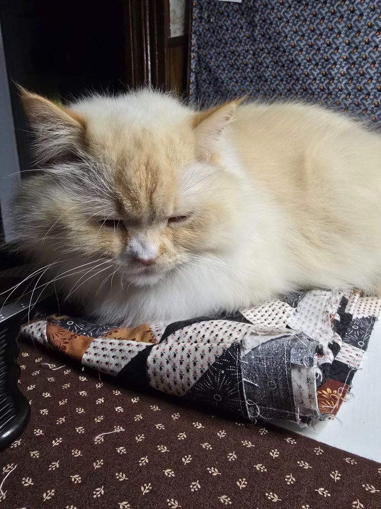 A fuzzy white cat sleeping on an unfinished quilt flimsy, happy to stop all of the work.