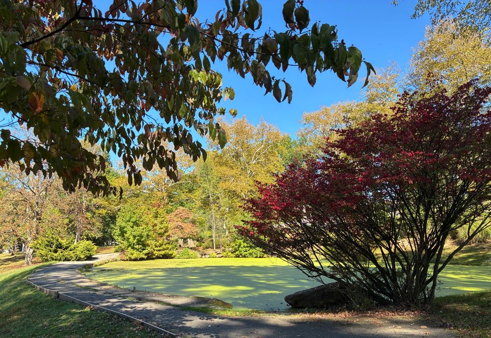 a photo of a pond a little raised hill. in the foreground is a dark red bushy