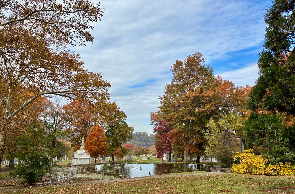 photo looking downhill of a different pond with a few geese swimming in it. theres a yellow bush to the right and more red foliage across the pond