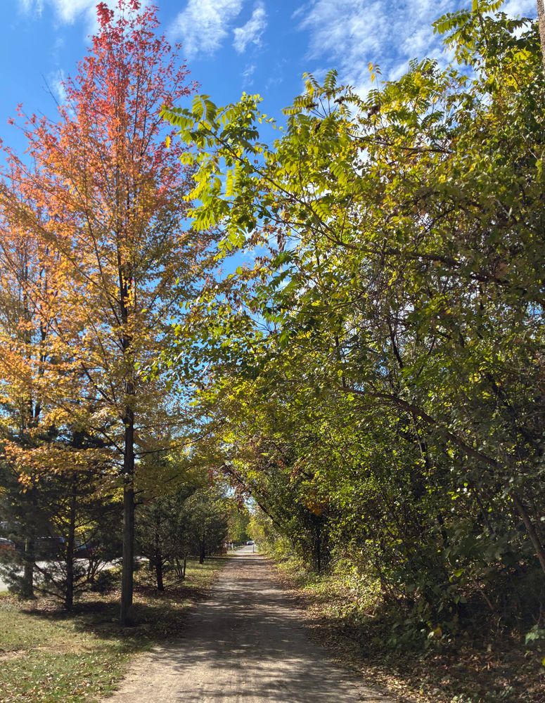 a photo of a walking path covered by short bushy trees to form a tree tunnel. a tall tree on the left has orangish yellow leaves