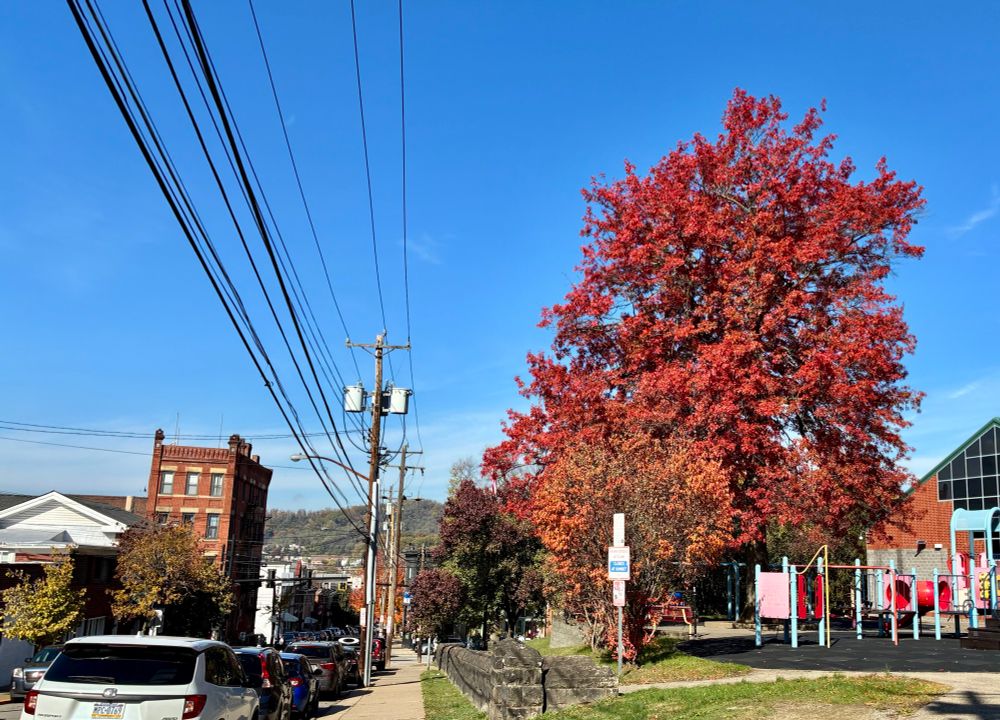a photo taken from a sidewalk looking downhill at a tree in a playground with very vibrant red leaves