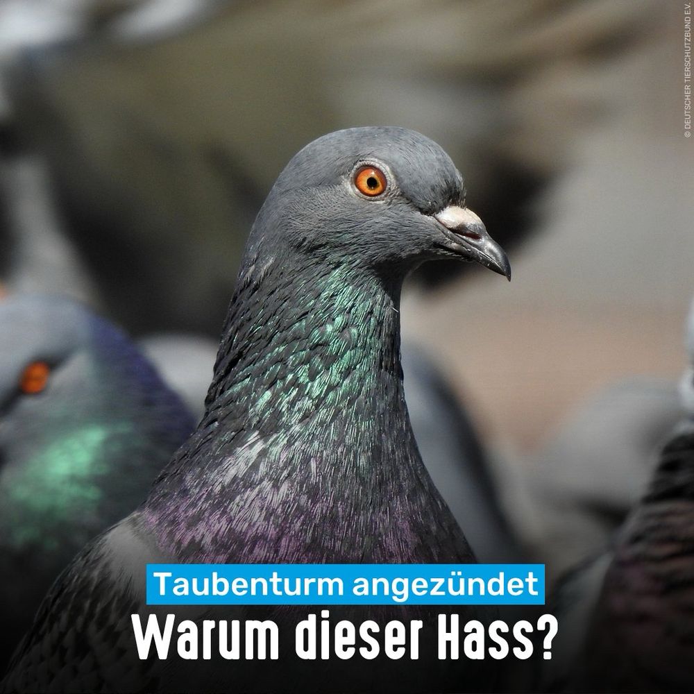 Stadttaube. Bildtext: Taubenturm angezündet - Warum dieser Hass?