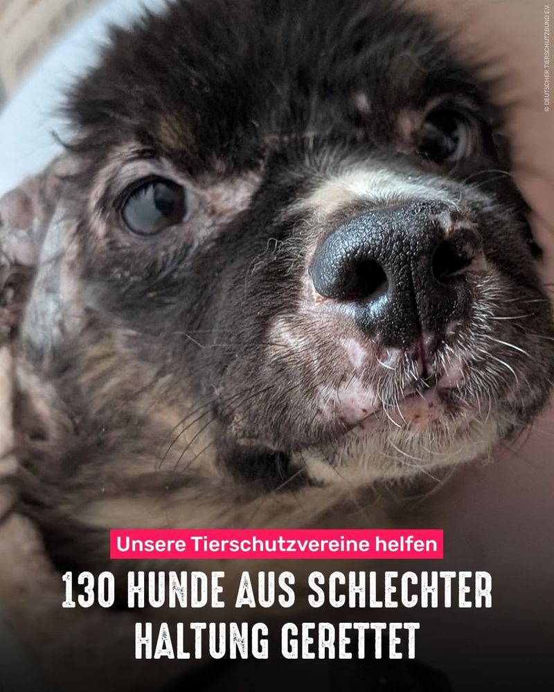 Kranker Hund aus einem Animal-Hoarding-Fall. Bildtext: Unsere Tierschutzvereine helfen - 130 Hunde aus schlechter Haltung gerettet