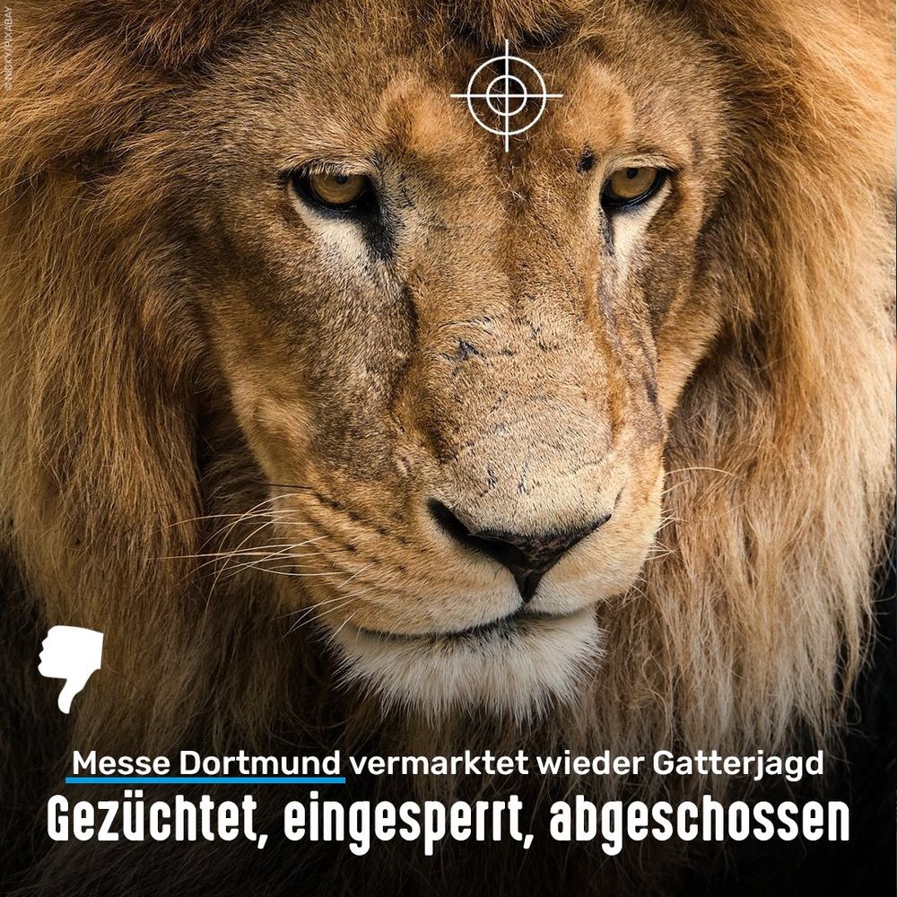 Löwe. Bildtext: Messe Dortmund vermarktet wieder Gatterjagd - Gezüchtet, eingesperrt, abgeschossen