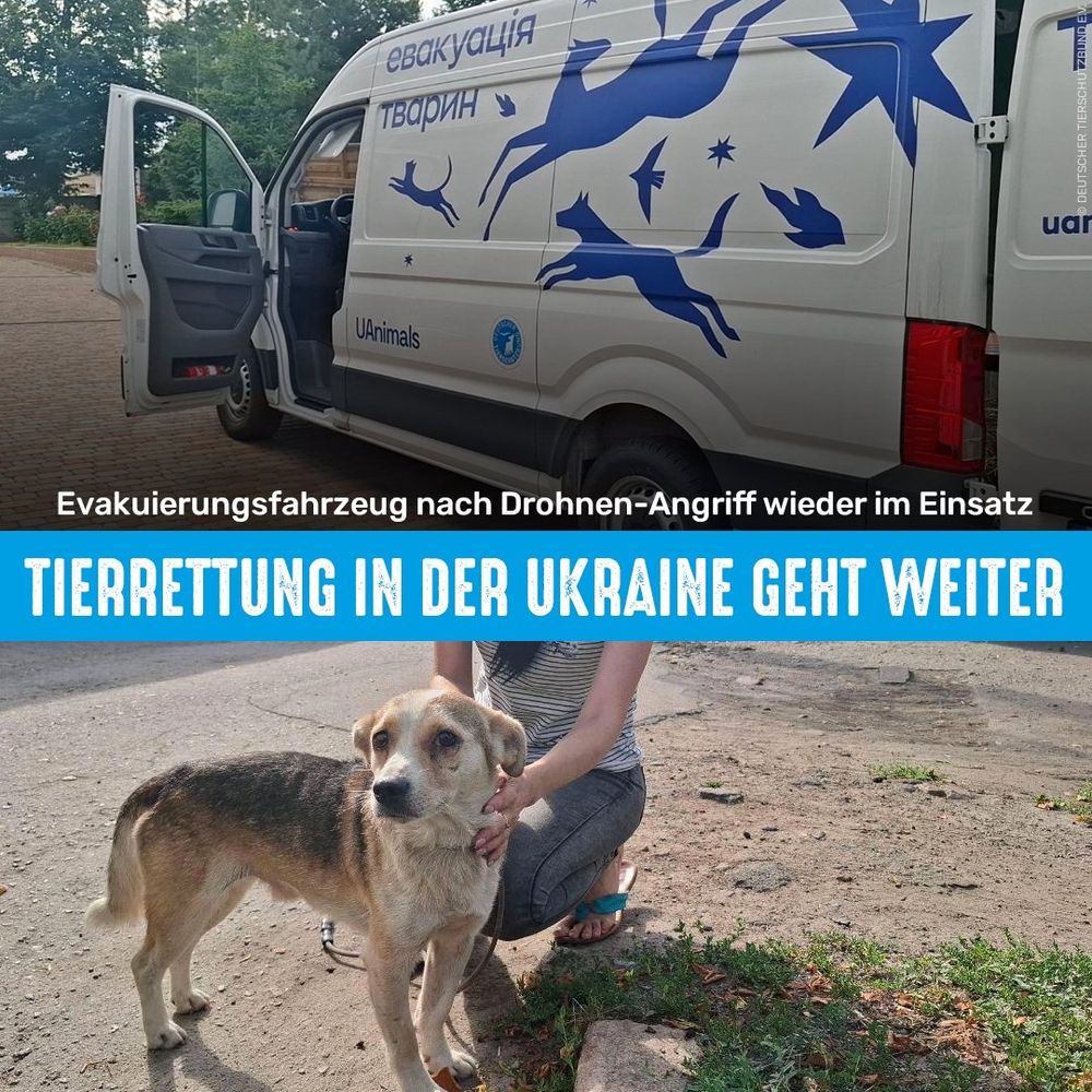 Oben: Repariertes Evakuierungsfahrzeug. Unten: Hund in der Ukraine. Bildtext: Evakuierungsfahrzeug nach Drohnen-Angriff wieder im Einsatz
