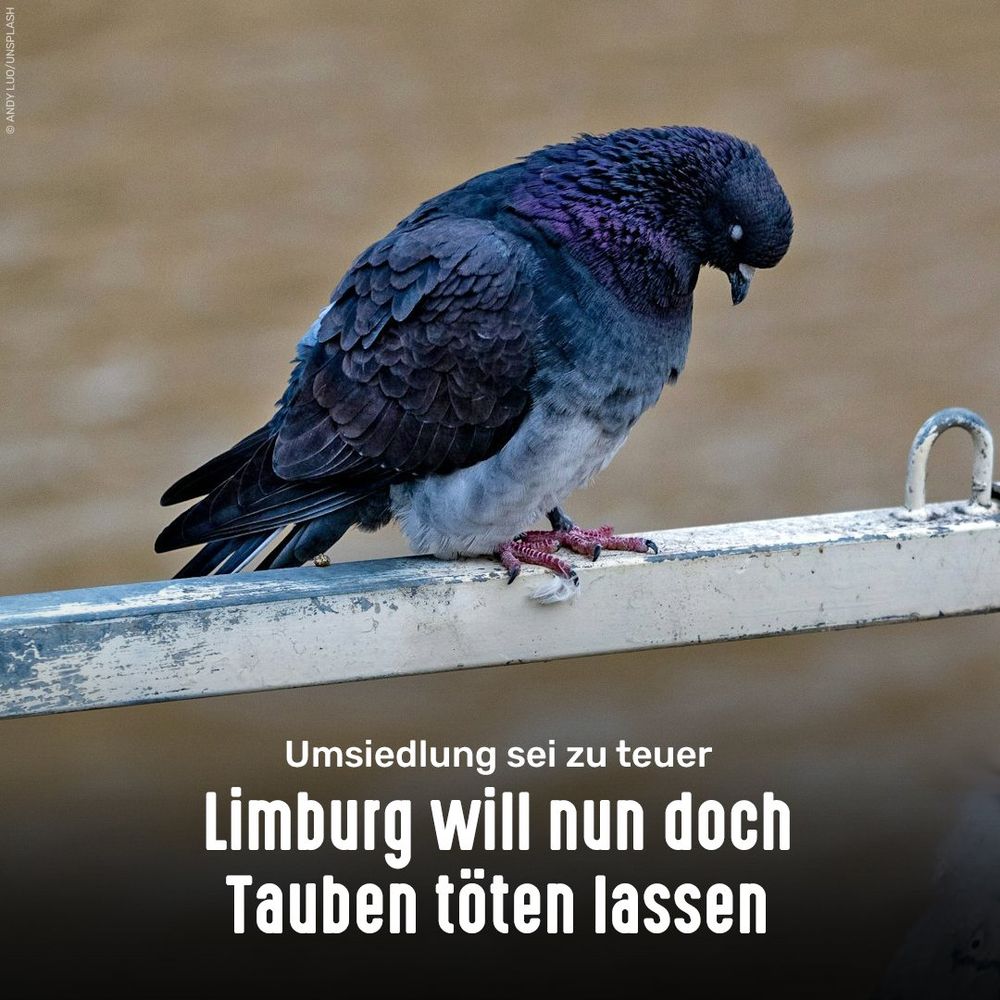 Stadttaube. Bildtext: Umsiedlung sei zu teuer - Limburg will nun doch Tauben töten lassen