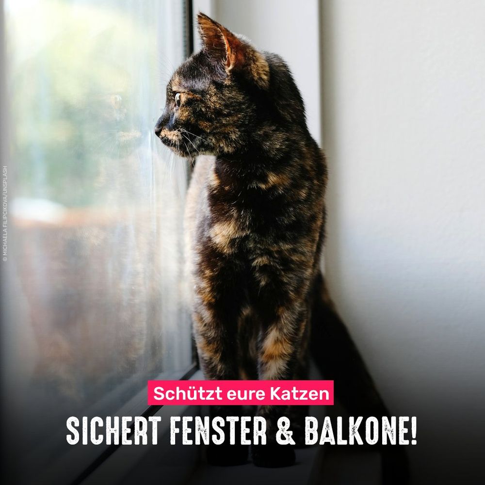 Katze schaut aus dem Fenster. Bildtext: Schutzt eure Katzen - Sichert Fenster und Balkone!