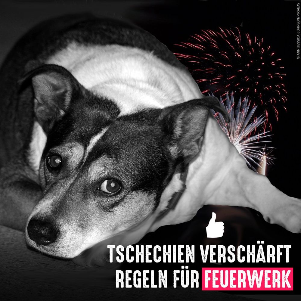 Hund und Feuerwerk im Hintergrund. Bildtext: Tschechien verschärft Regeln für Feuerwerk
