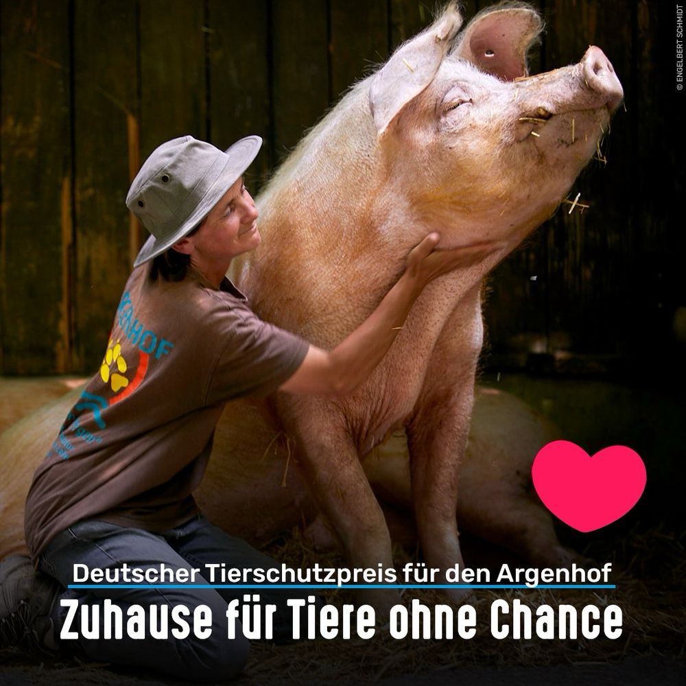 Frau sitzt im Stroh und streichelt ein Schwein. Bildtext: Deutscher Tierschutzpreis für den Argenhof - Zuhause für Tiere ohne Chance
