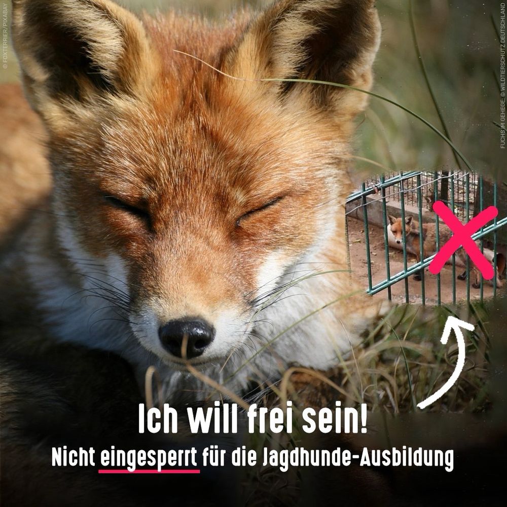 Großes Bild: Fuchs mit geschlossenen Augen auf einer Wiese. Kleines Bild. Fuchs im Gehege einer Schliefanlage. Bildtext: Ich will frei sein! Nicht eingesperrt für die Jagdhunde-Ausbildung