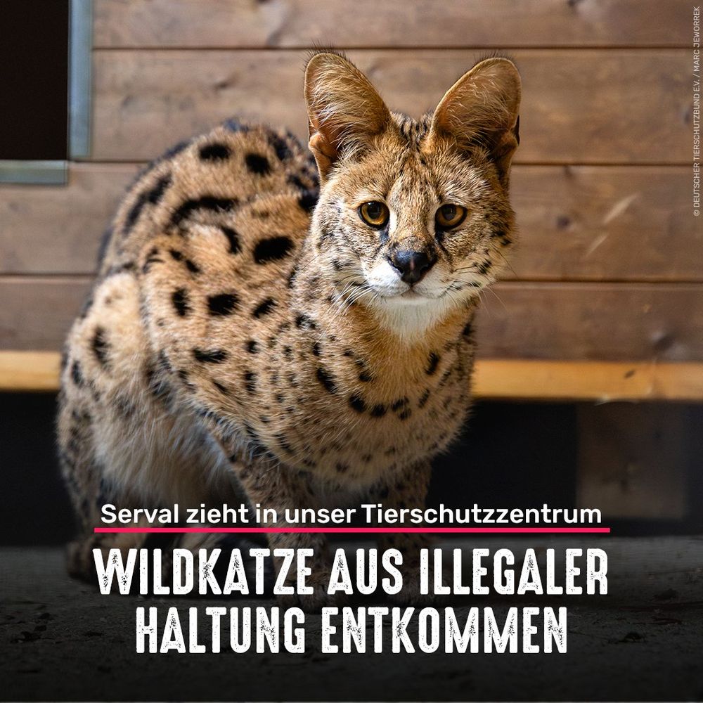 Serval Balean vor einer Hütte. Bildtext: Serval zieht in unser Tierschutzzentrum - Wildkatze aus illegaler Haltung entkommen