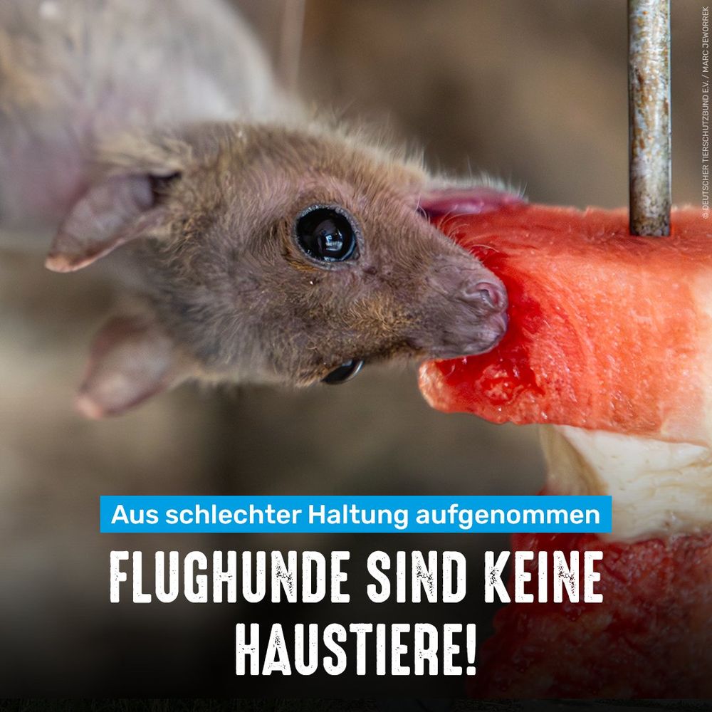 Nilflughund beißt in eine Melone. Bildtext: Aus schlechter Haltung aufgenommen - Flughunde sind keine Haustiere!
