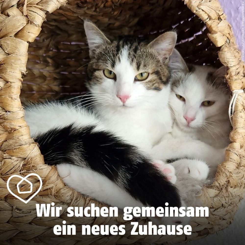 Katzen-Geschwister Kamilla und Karuso kuscheln in einem Korb. Bildtext: Wir suchen gemeinsam ein neues Zuhause