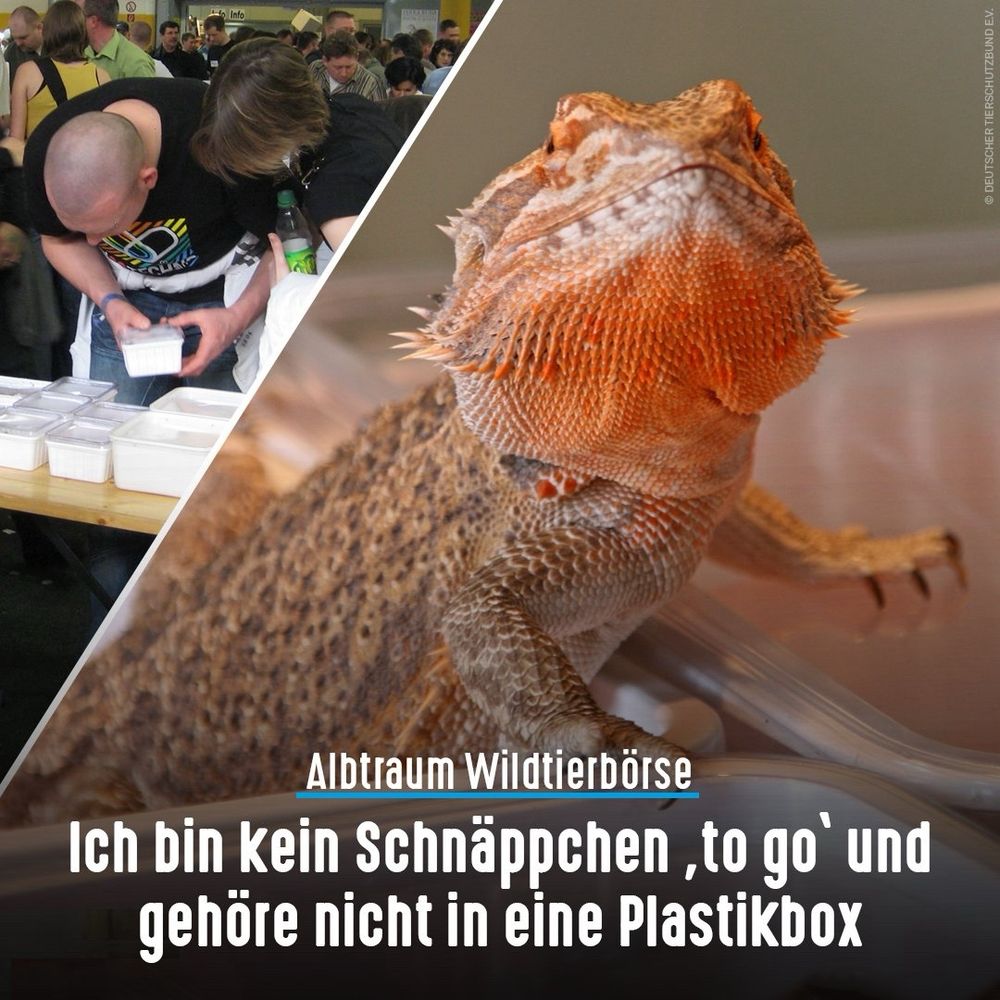 Links: Besucher auf der Reptilienbörse Terraristika. Rechts. eine Bartagame klettert aus einer Plastikbox. Bildtext: Abtraum Wildtierbörse - ich bin keine Schnäppchen "to go" und gehöre nicht in eine Plastikbox
