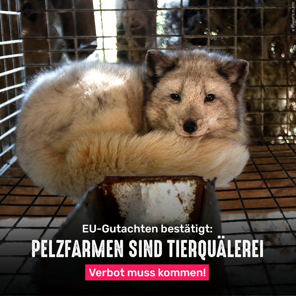 Fuchs im Käfig einer Pelzfarm. Bildtext: EU-Gutachten bestätigt: Pelzfarmen sind Tierquälerei - Verbot muss kommen!