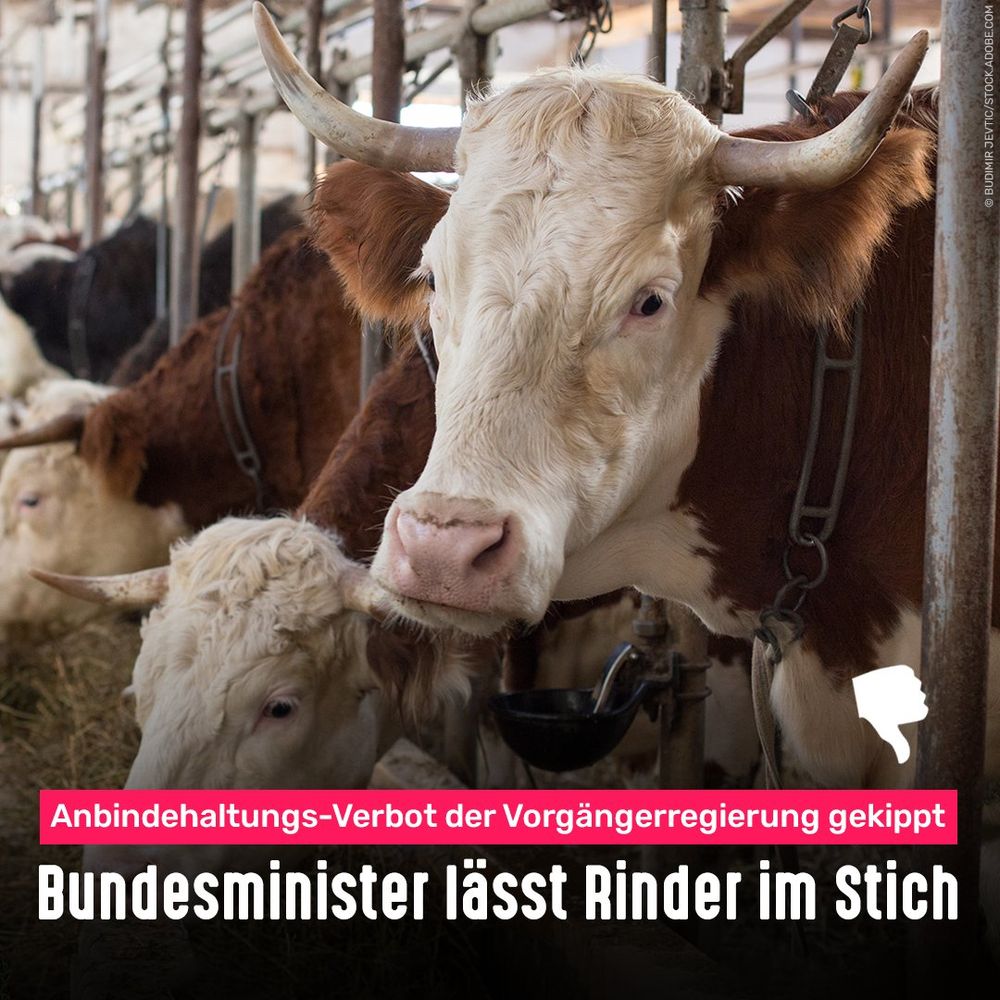 Rinder in Anbindehaltung. Bildtext: Anbindehaltungs-Verbot der Vorgängerregierung gekippt - Bundesminister lässt Rinder im Stich
