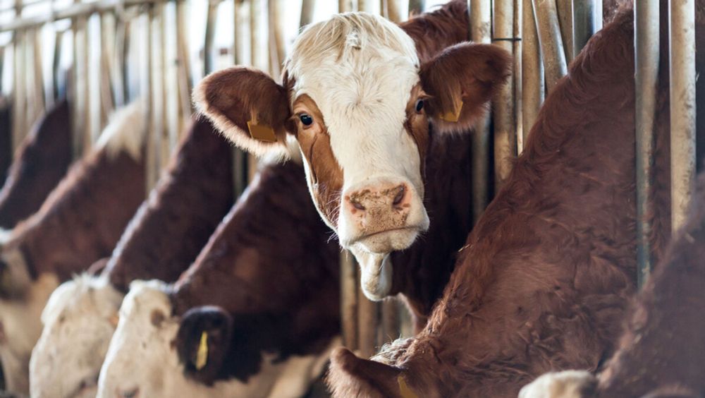 Trotz fehlender gesetzlicher Vorgaben zur Rinderhaltung: Eckpunktepapier für Rindfleisch bei Tierhaltungskennzeichnung vorgelegt