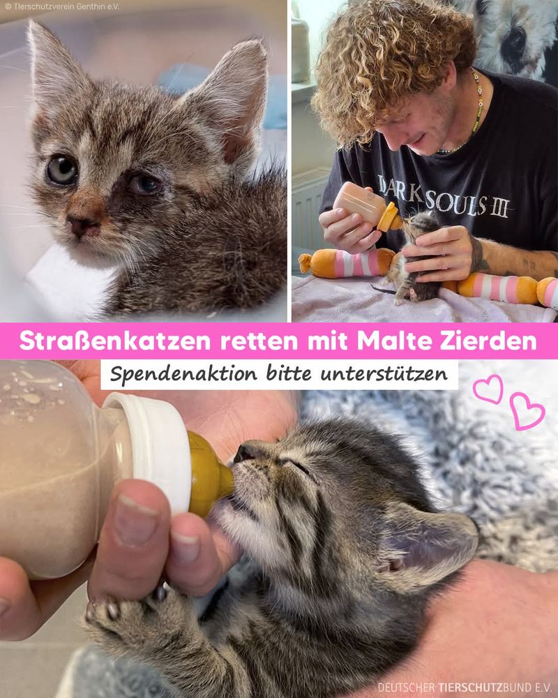 Malte Zierden füttert ein kleines Straßenkätzchen. Bildtext: Straßenkatzen retten mit Malte Zierden - Spendenaktion Bitte unterstützen