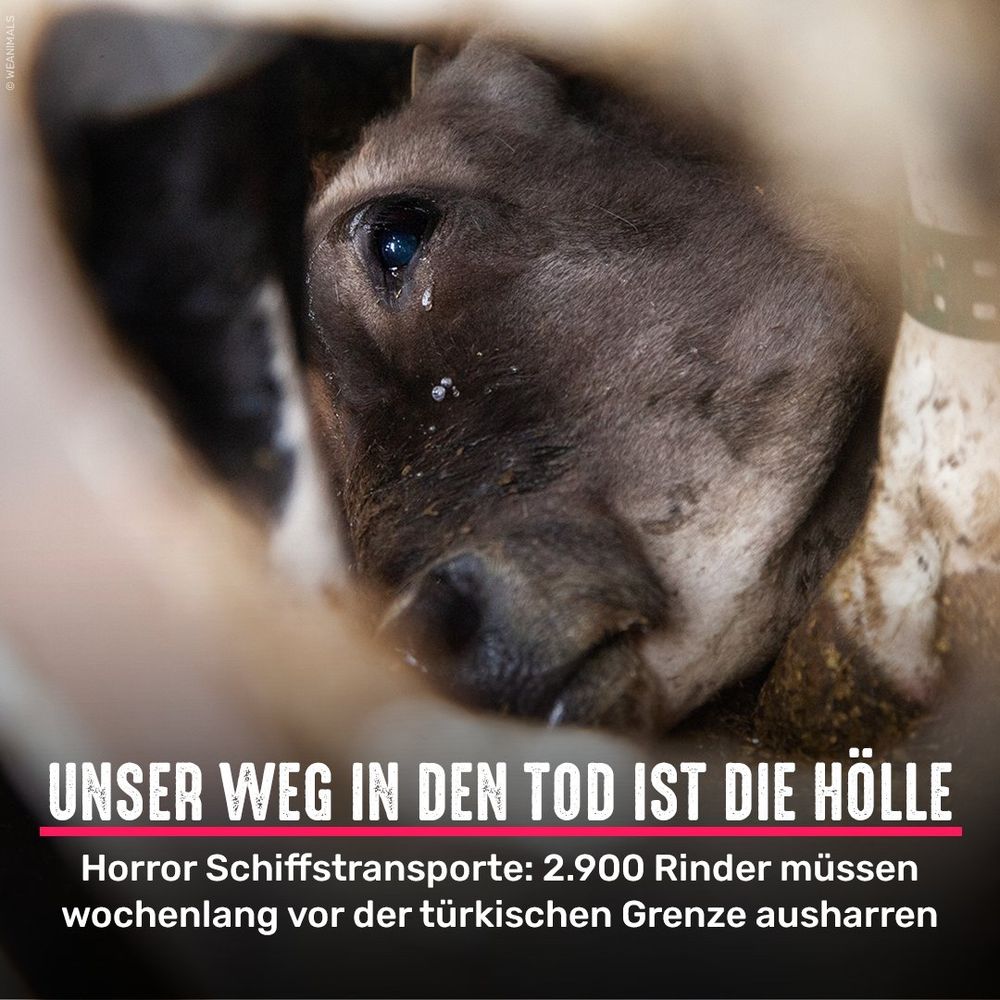 Rind in einem Transporter. Bildtext: Unser Weg in den Tod ist die Hölle - Horror Schiffstransporte: 2.900 Rinder müssen wochenlang vor der türkischen Grenze ausharren