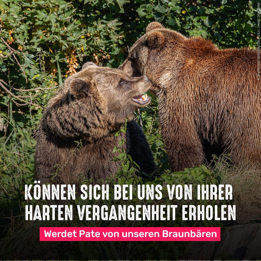 Myhasyk und Luba gemeinsam auf dem grünen und bärengerechten Gelände unseres Tierschutzzentrums Weidefeld.