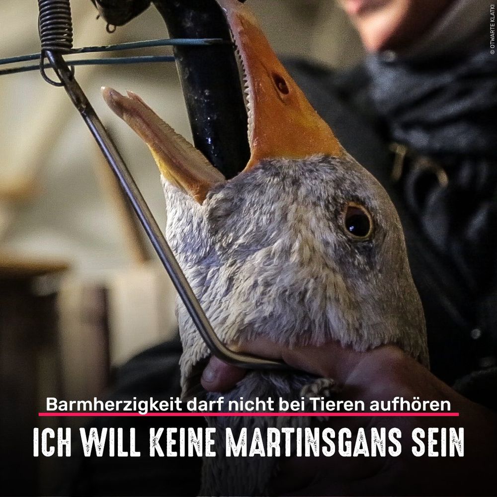 Stopfmast bei einer Gans. Bildtext: Barmherzigkeit darf nicht bei Tieren aufhören - Ich will keine Martinsgans sein