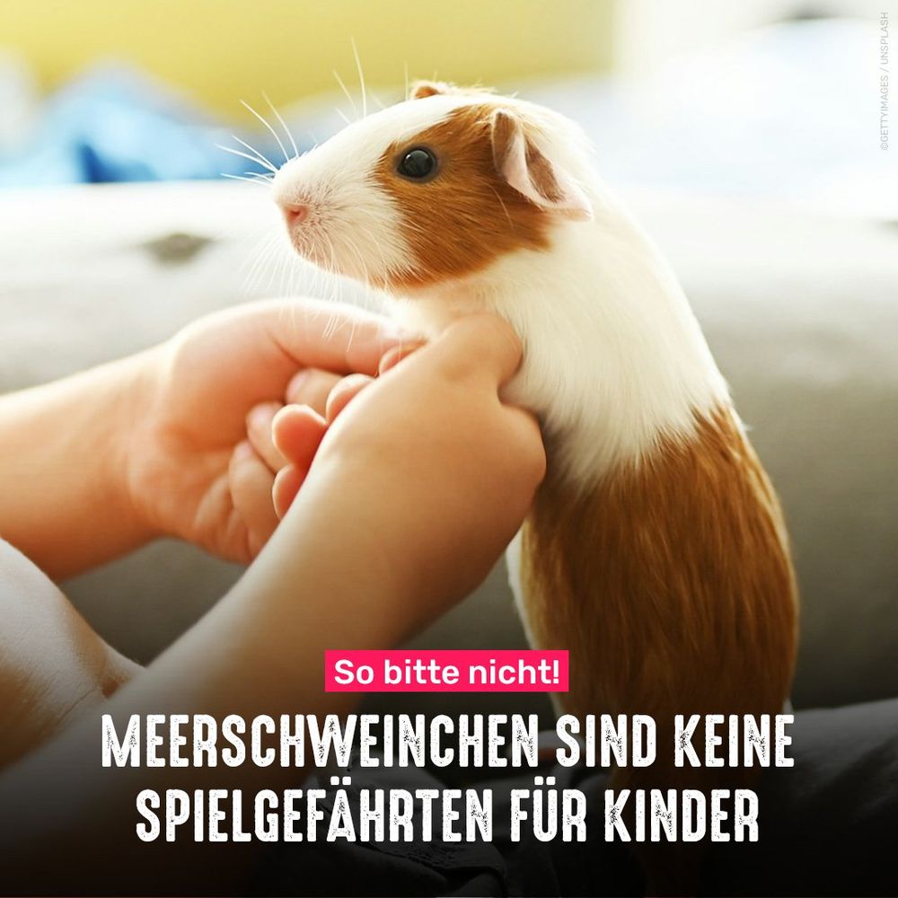 Kind hält Meerschweinchen an den Pfoten. Bildtext: So bitte nicht! Meerschweinchen sind keine Spielgefährten für Kinder