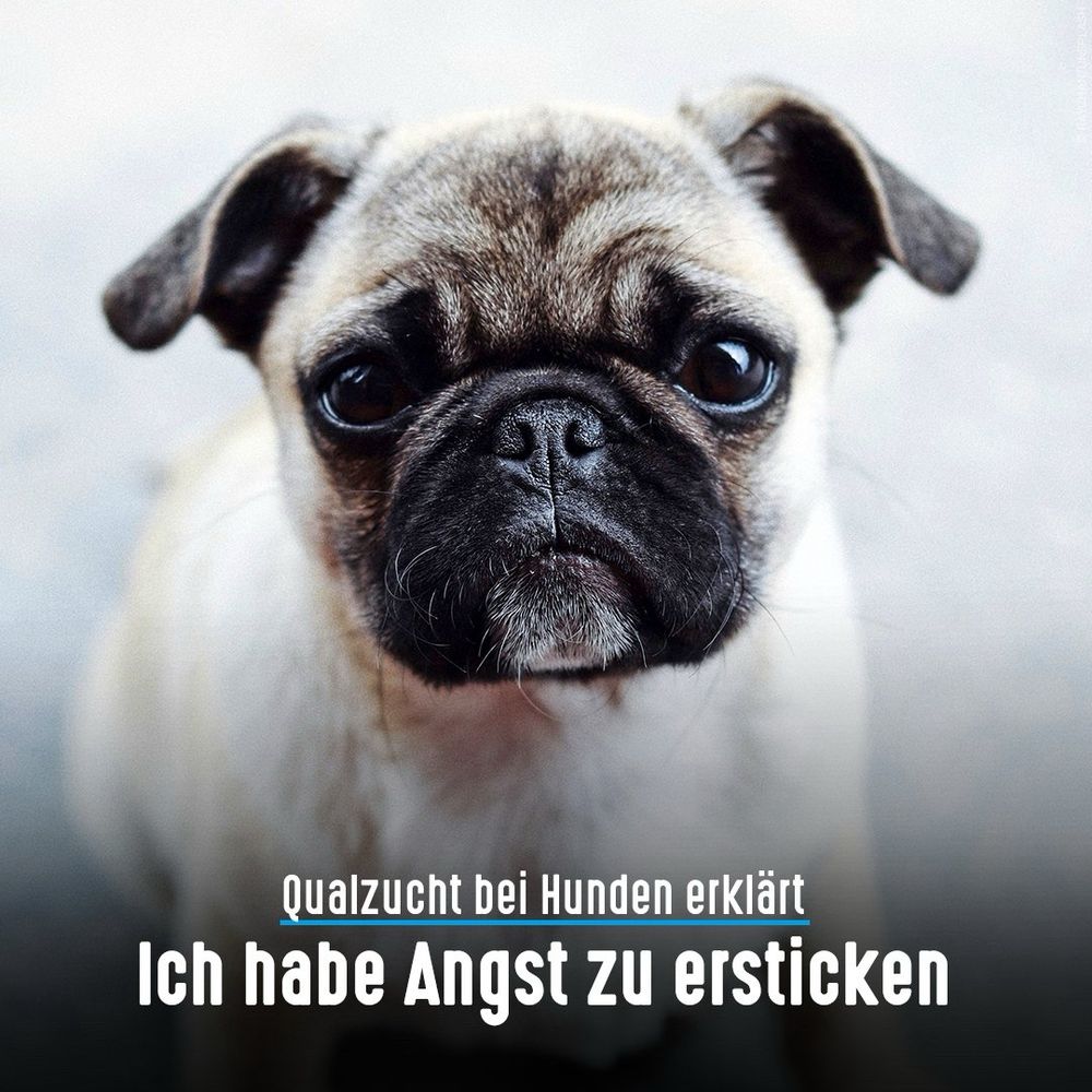 Mops. Bildtext: Qualzucht bei Hunden erklärt - Ich habe Angst zu ersticken