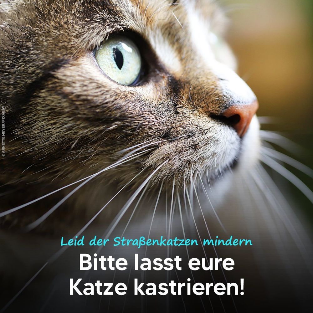 Katze schaut zur Seite. Bildtext: Leid der Straßenkatzen mindern - Bitte lasst eure Katze kastrieren!