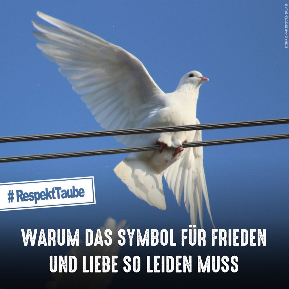 Weiße Taube auf einer Stromleitung. Bildtext: #RespektTaube - Warum das Symbol für Liebe und Frieden so leiden muss