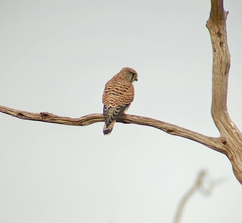 Female Kestrel sitting on a branch