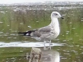 Gull (Caspian ?) wading in water.