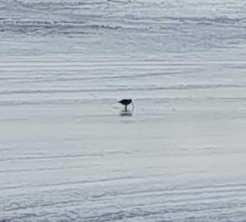 Very poor picture of a Curlew wading on the Estuary 
