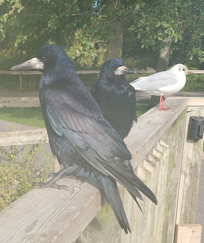 Two Rooks and a gobby Black Headed Gull