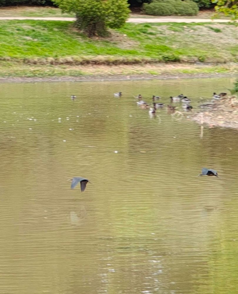 Two Glossy Ibis fly over lake at Croome Court