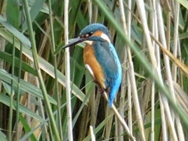 Kingfisher sitting on a branch over water