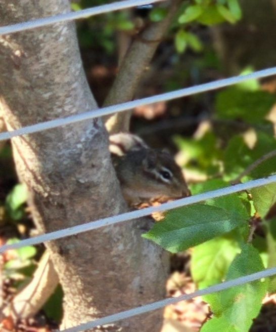 Same chipmunk, peeking out from his perch, behind a fence.