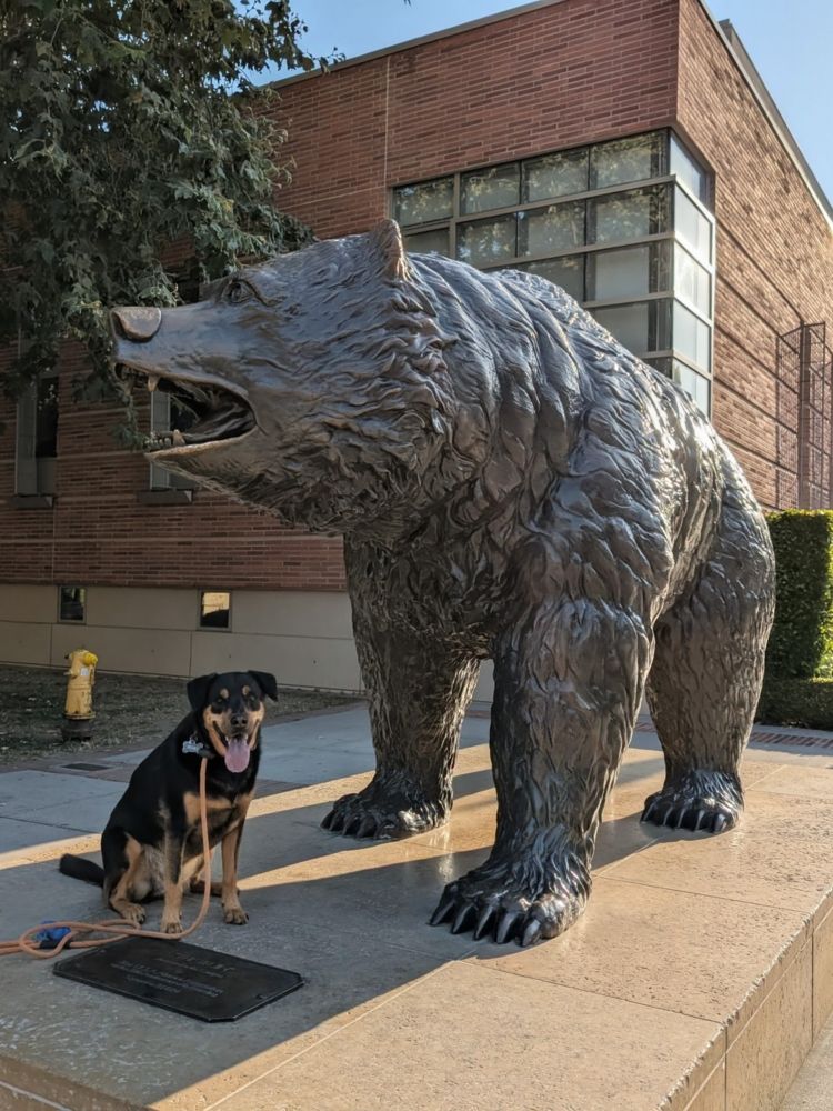 A medium sized black and tan 2-year-old dog sits on a pedestal next to a giant bear statue that is life size or slightly larger. The dog is looking at the camera and his tongue is hanging out