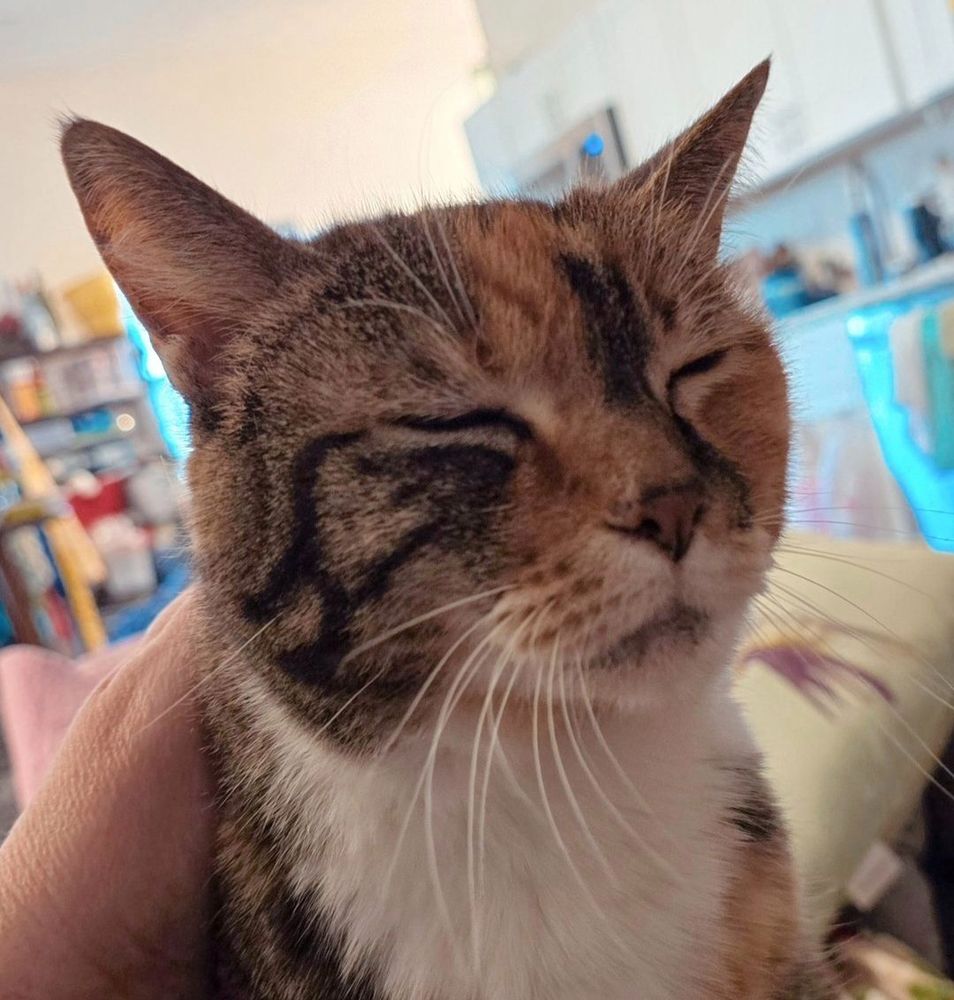 A tortiseshell cat face with eyes closed