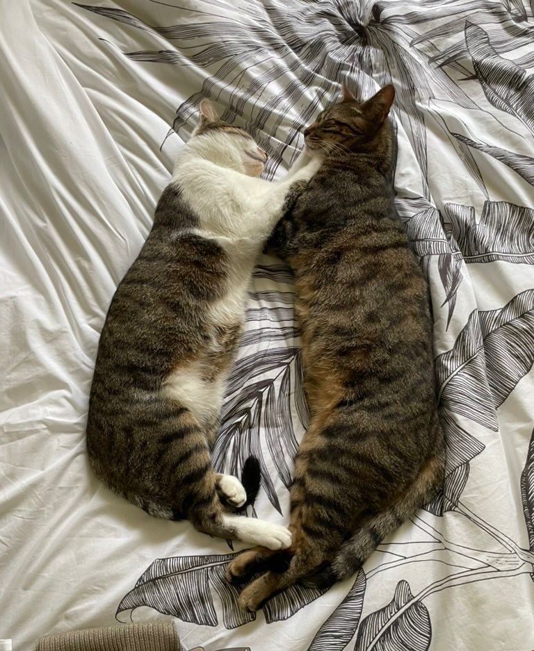 Deux chat allongé sur leurs flans se font face. Ils sont sur un lit. Celui de gauche est gris et blanc tandis que celui de droite est gris.