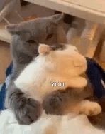 a gray and white cat is laying on top of a white cat and saying `` you '' .